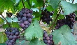 爆料葡萄种植技术视频大全,全方位揭秘葡萄种植秘诀