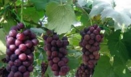 爆料葡萄种植技术视频大全,全方位揭秘葡萄种植秘诀