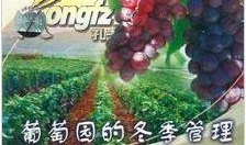 爆料葡萄种植技术视频大全,全方位揭秘葡萄种植秘诀