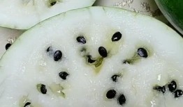 兰州籽瓜可以免费吃吗