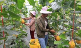 网红桔梓吃瓜,揭秘网红圈幕后故事