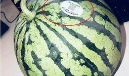 网红桔梓吃瓜,揭秘网红圈幕后故事