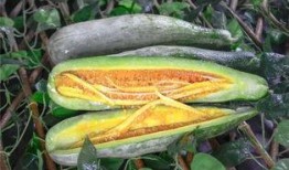 吃瓜网红 图片高清壁纸,高清壁纸下的吃瓜网红风采