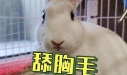 网红驯鹿吃瓜是真的吗,真相揭秘