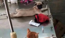 巴哥赤犬爆料视频播放大全,揭秘娱乐圈幕后真相