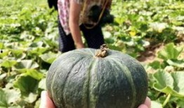 吃瓜网红 图片高清壁纸,高清壁纸下的吃瓜网红风采